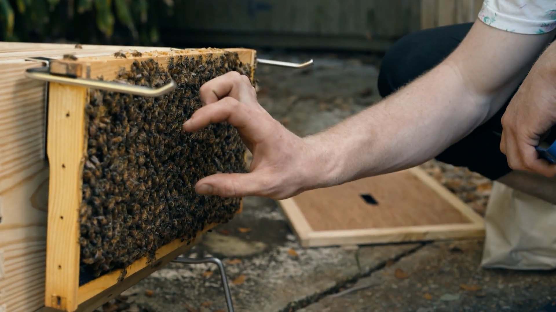A close up of a beekeeper's hands reaching towards a frame of honey bees