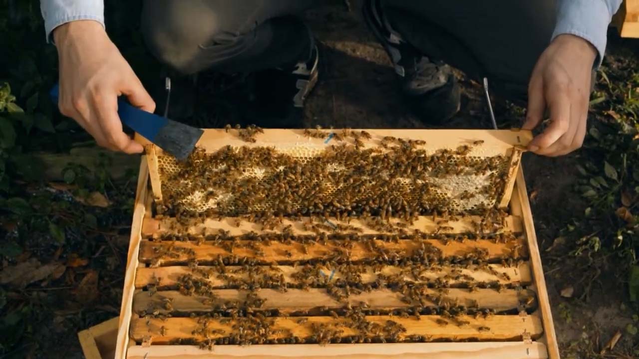 An overhead photo of a beekeeper's hands as they remove a frame from a hive