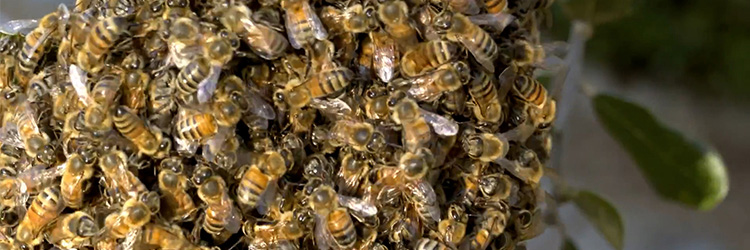 A group of honey bees clump together