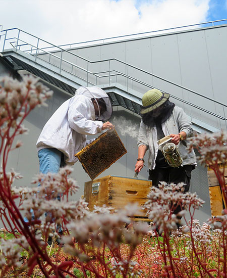 Deux apiculteurs inspectent une ruche