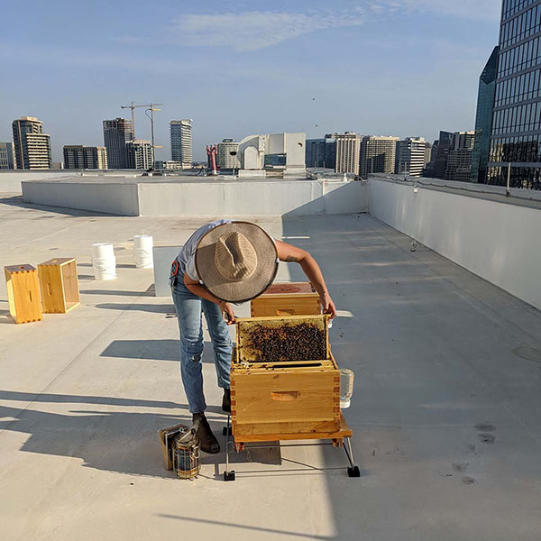 Honey-bee-hive-installation-care-and-maintenance