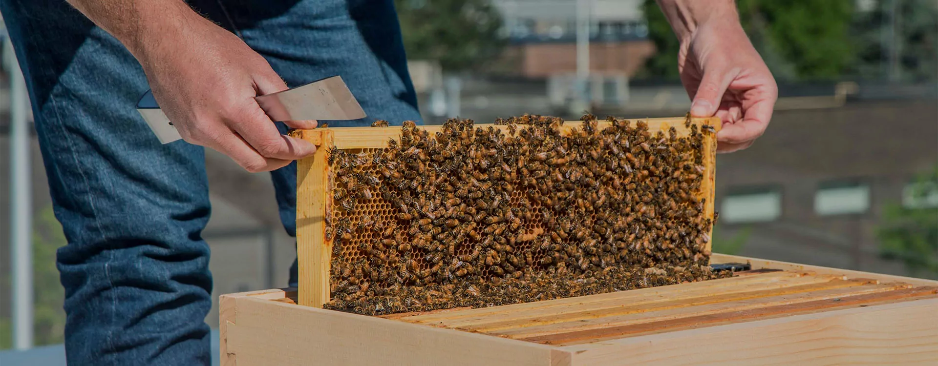 Bee-Pass®, une ruche pour observer les abeilles en toute sécurité
