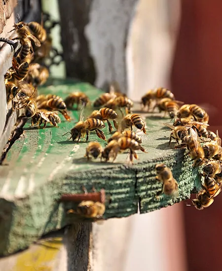 Un groupe d'abeilles