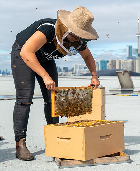Une apicultrice Alvéole inspecte une ruche d'abeilles sur un toit à Toronto.