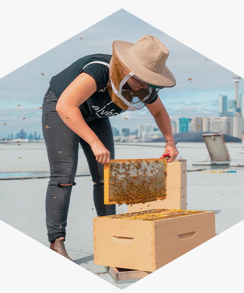 Become a sustainable leader with Alvéole, the urban beekeeping company