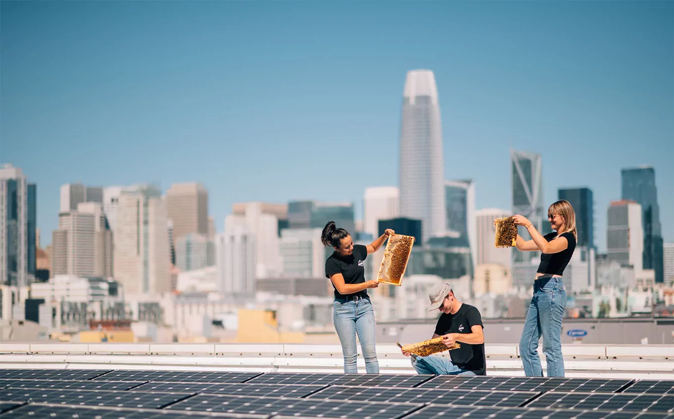 3 apiculteurs d'Alvéole inspectent des cadres d'abeilles sur un toit, avec l'horizon de la ville en arrière-plan.