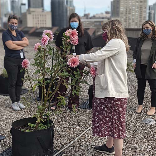 Cutting garden activity on a rooftop in Toronto with the Alvéole team