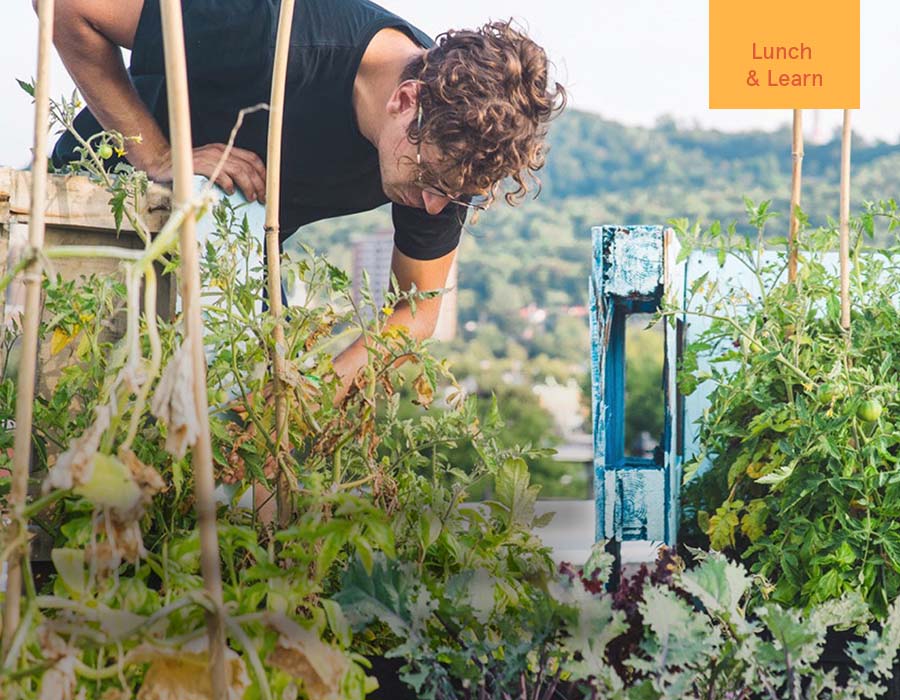 Bee the movement: an introduction to the urban agriculture movement