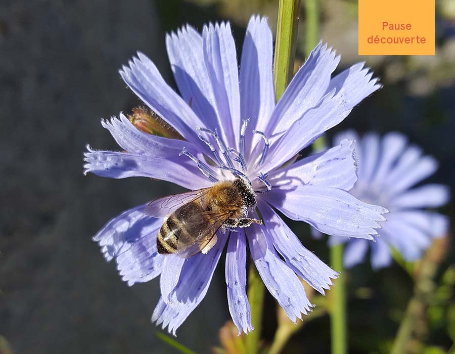 À la découverte du monde des abeilles : un regard sur leur rôle fascinant dans notre monde