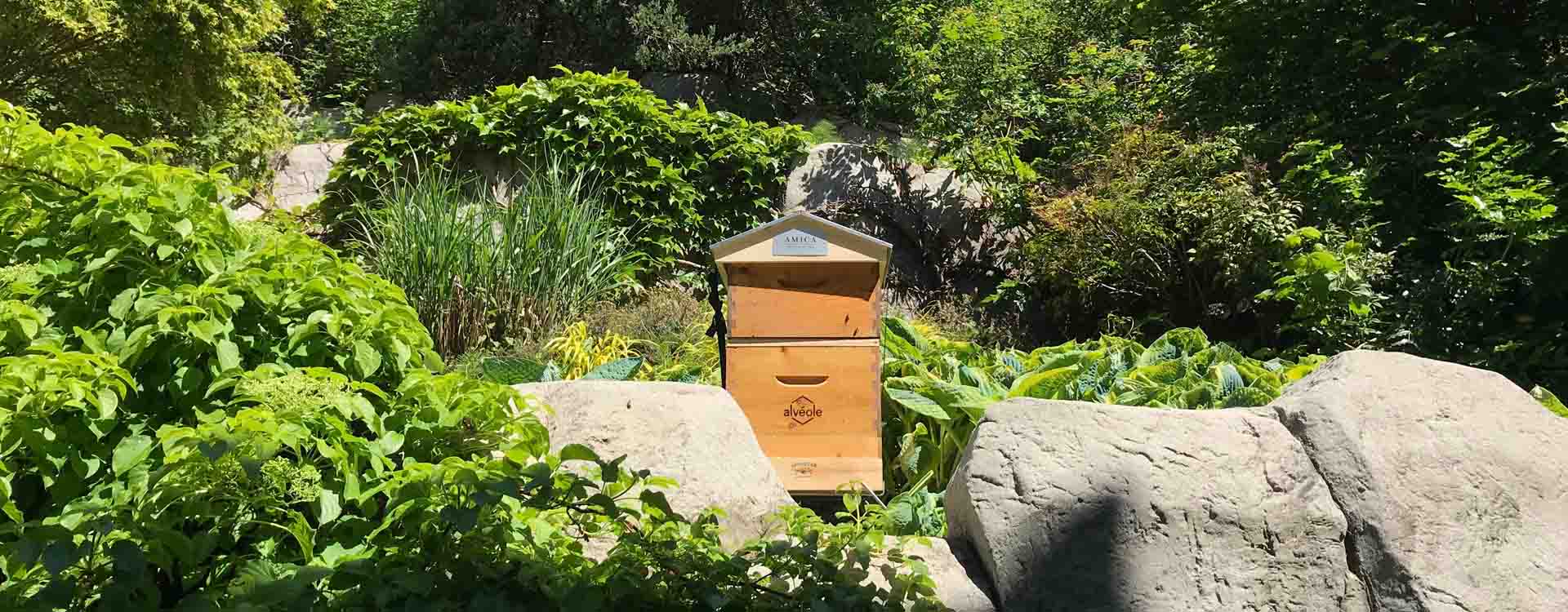 Amica honey bee hive surrounded by plants