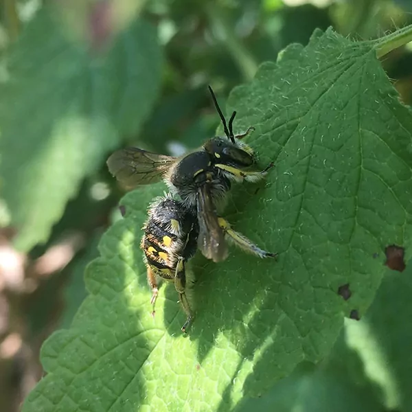 Wool carder bee on leaf