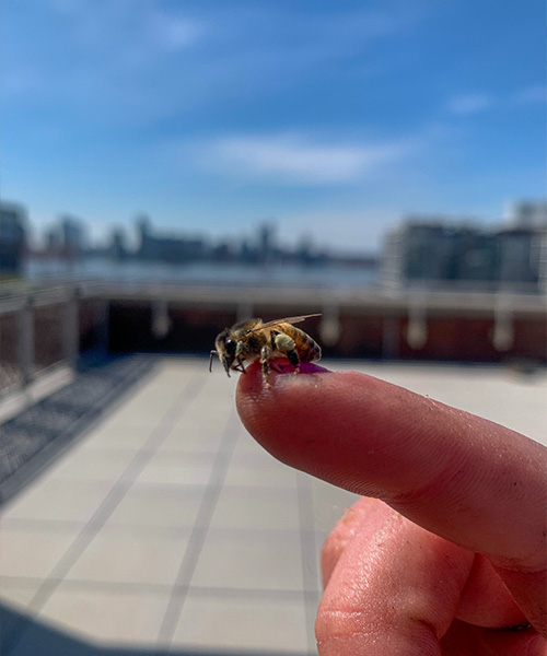 Bee on finger