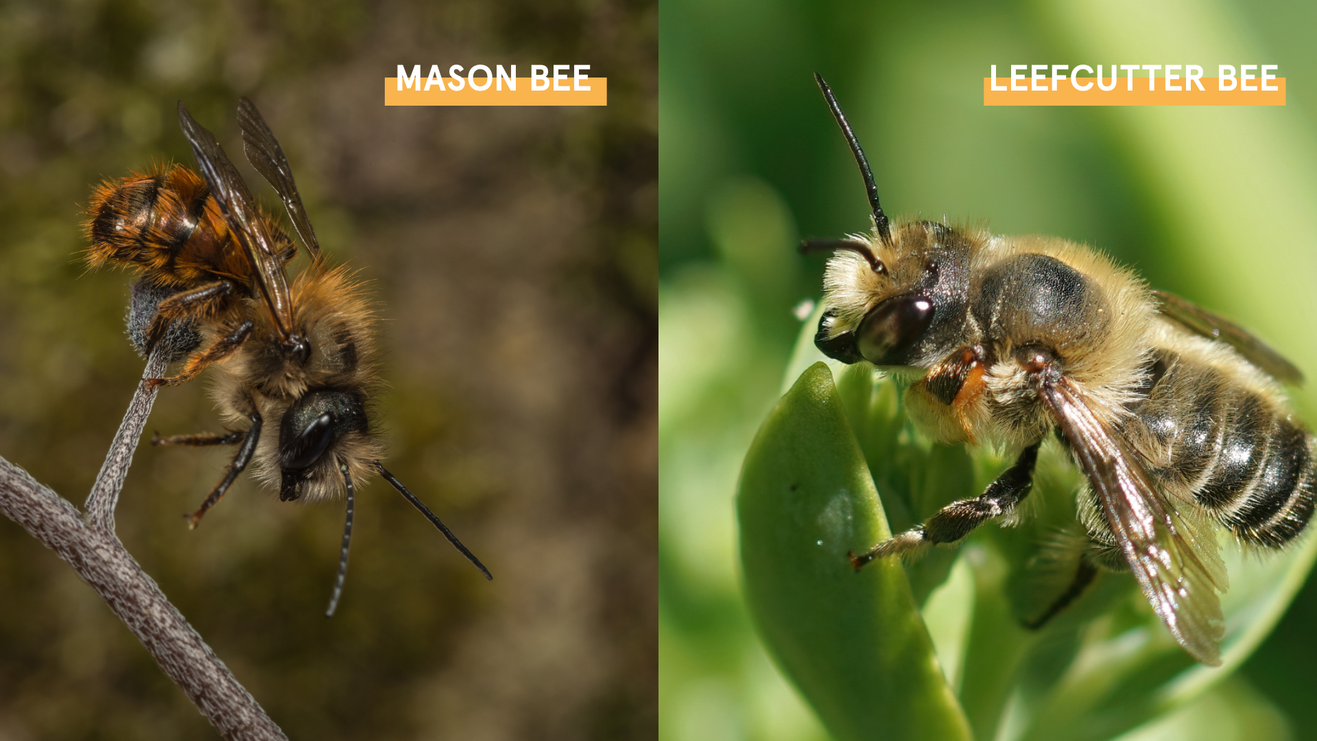 Side-by-side close-up photos of two bee species. On the left, a Mason bee with a fuzzy, reddish-brown body clings to a twig. On the right, a Leafcutter bee with a sleeker, striped body and shiny wings is perched on a green plant. Each bee is labeled in bold white text with an orange background.