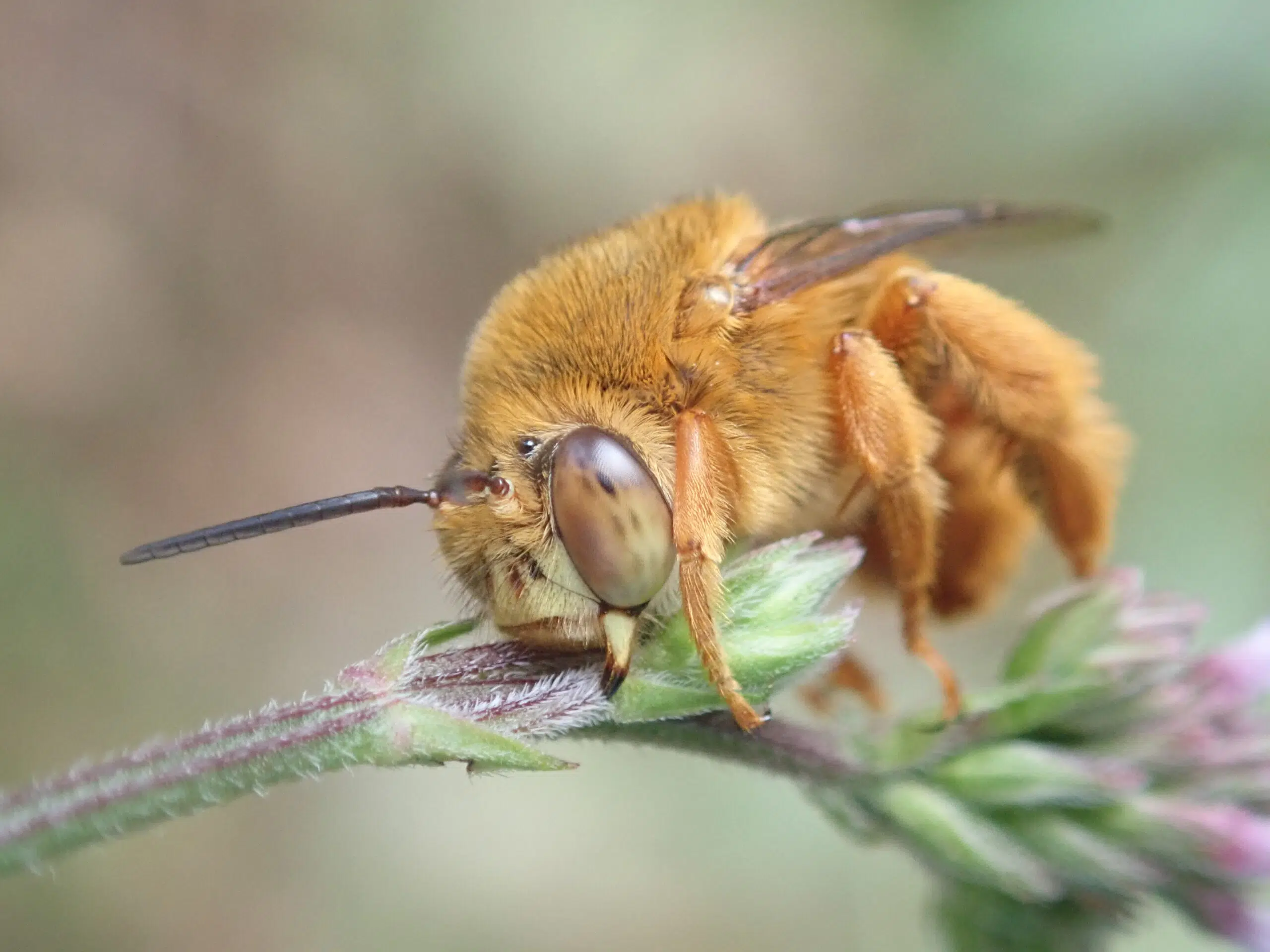 types of bees