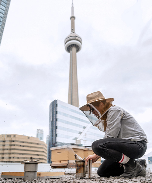 Urban beekeeper in Toronto attending to hives on a rooftop. honey bee colony loss