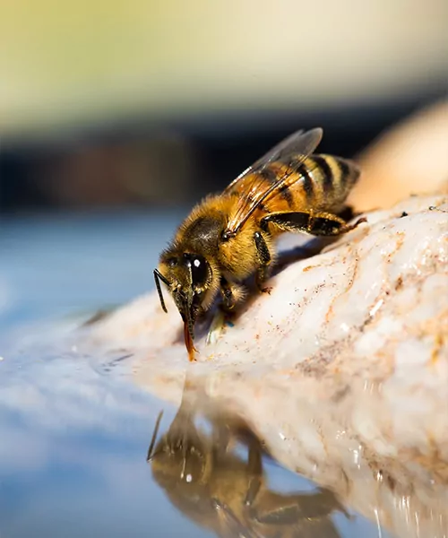 Alvéole beekeeper shows a frame of honey bees to a group of people during a workshop