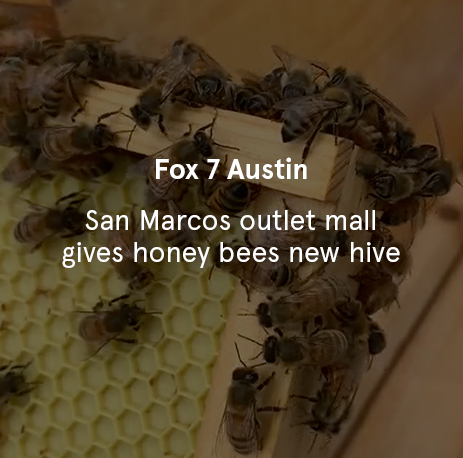 Fox 7 Austin - San Marcos outlet mall gives honey bees new hive