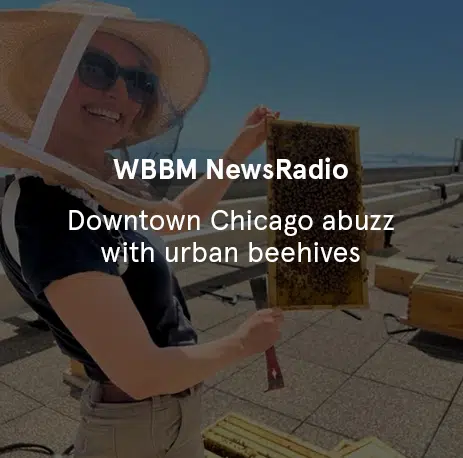 WBBM NewsRadio - Downtown Chicago abuzz with urban beehives