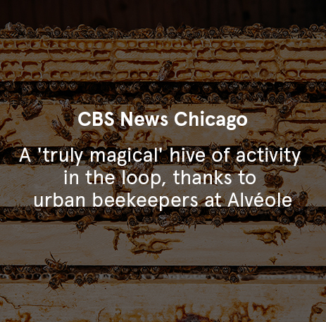 CBS News Chicago - A 'Truly Magical' Hive Of Activity In The Loop, Thanks To Urban Beekeepers At Alvéole