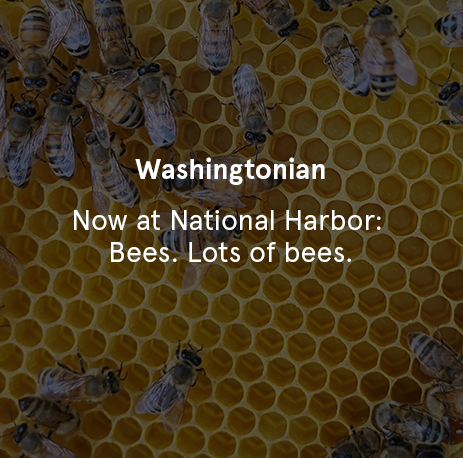 Washingtonian - Now at National Harbor: Bees. Lots of Bees.