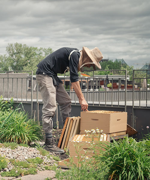 agriculture urbaine durable