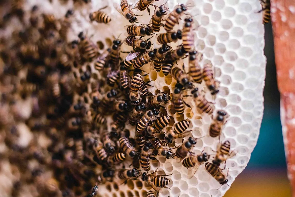 A group of bees crawling on wax comb. honey bee hive products