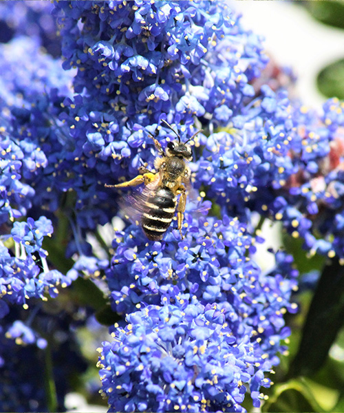 A bee sitting on purple flowers. benefits of urban gardens