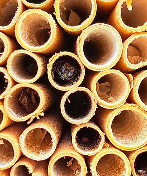 A wild bee emerges from a hollow wooden tube in a bee hotel. importance of pollinators