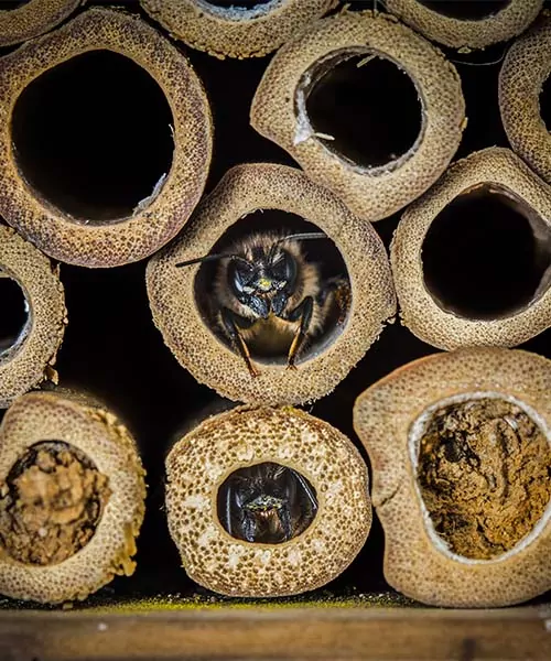 Une abeille émergeant d'un tube en bois creux dans un hôtel à abeilles