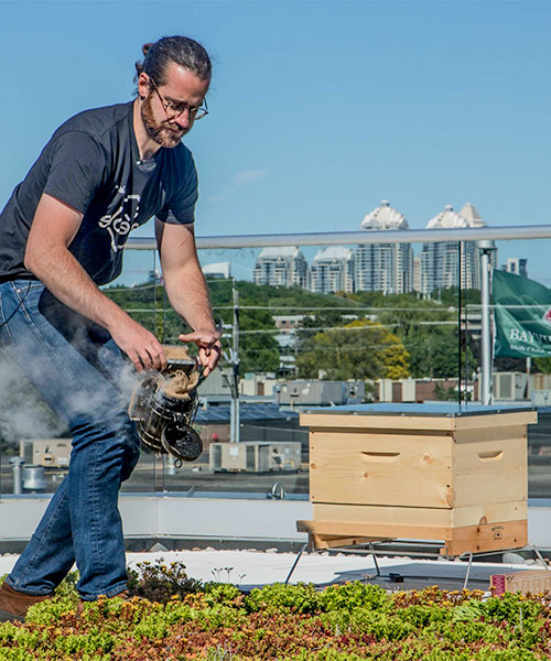 Alvéole beekeeper uses a smoker on a rooftop beehive. impact of urban beekeeping on bees