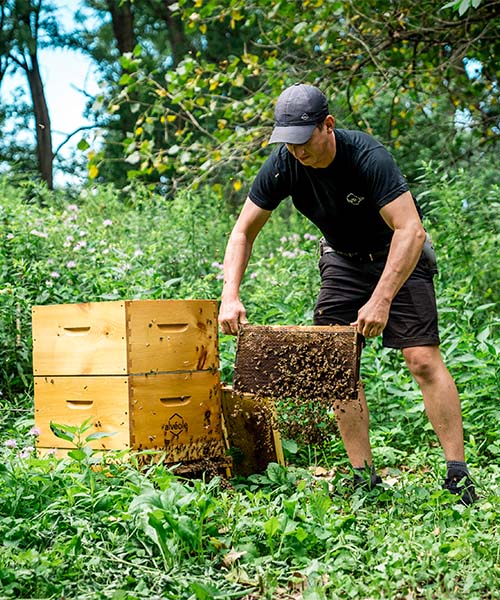 Alvéole beekeeper removes a frame from a honey bee hive. impact of urban beekeeping on bees