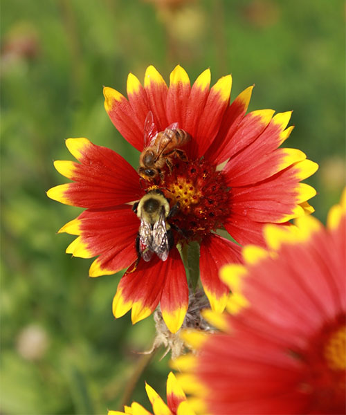 Honey bee and bumble bee on a red and yellow flower. impact of urban beekeeping on bees