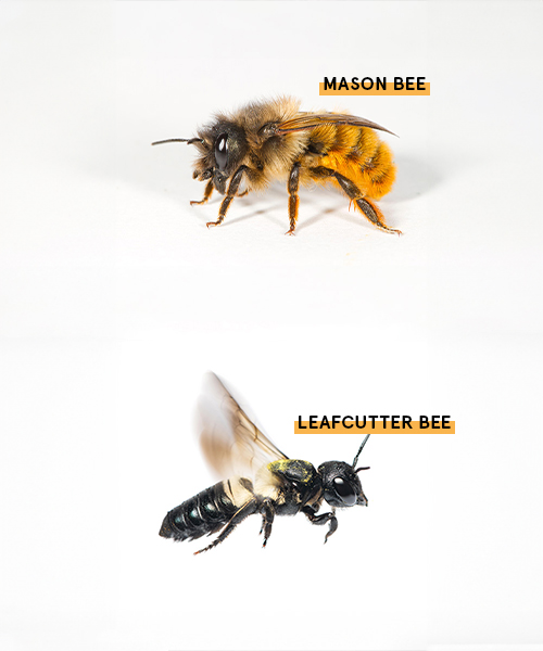 A mason bee and a leafcutter bee