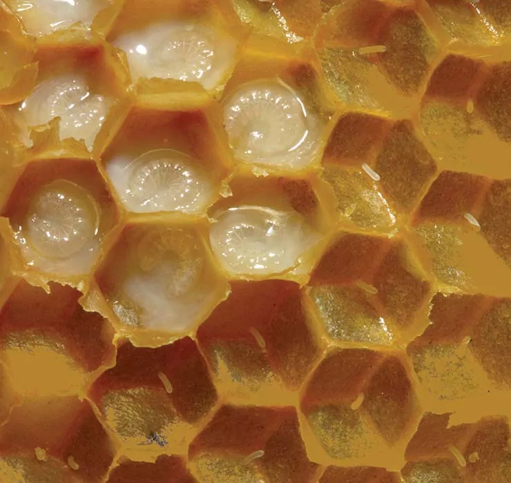 Bee larvae. 