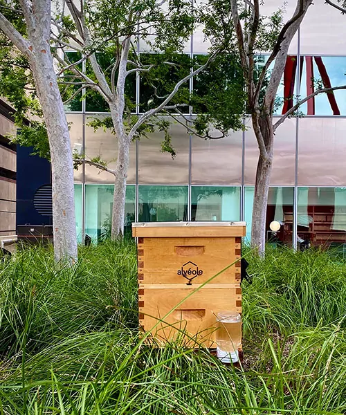 A beehive in long grass, surrounded by buildings. are beehives on buildings dangerous
