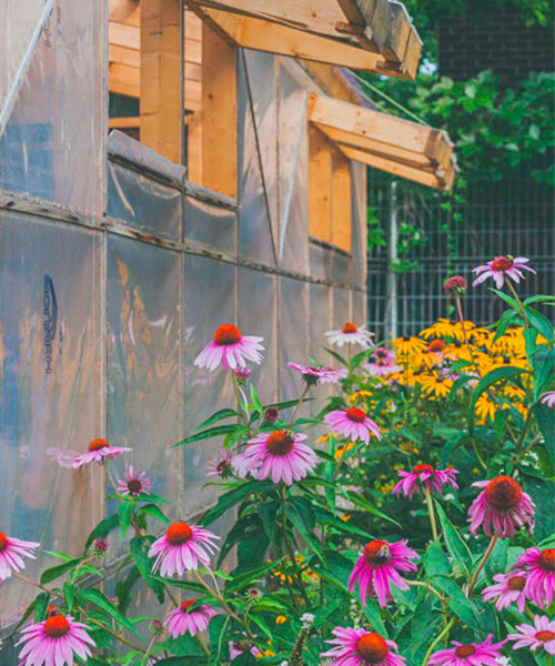 Pink and yellow flowers planted by Sentier Urbain. urban gardening