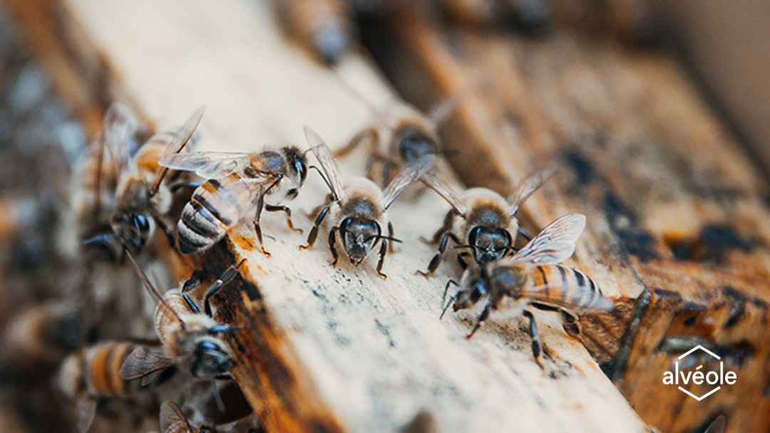 Bees on top of a honeycomb frame. fear of bees