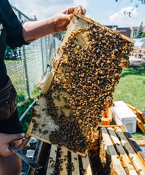 Beehive honey discount