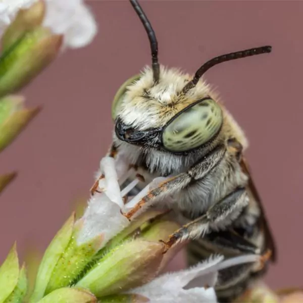 Leafcutter wild bee. aider les abeilles sauvages