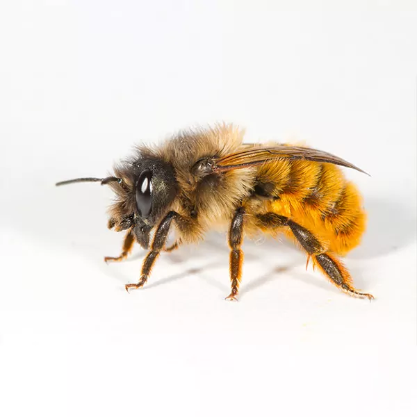 Mason bee. aider les abeilles sauvages