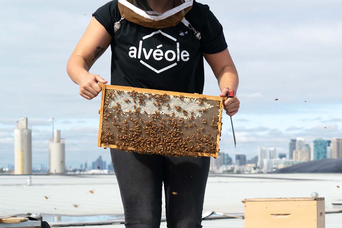 An Alvéole beekeeper holds a frame of honey bees on a rooftop with a city skyline behind them. increase property value