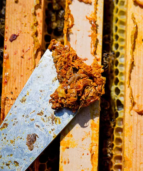 A hive tool is used to scrape resin from the top of beehive frames. honey bee hive products
