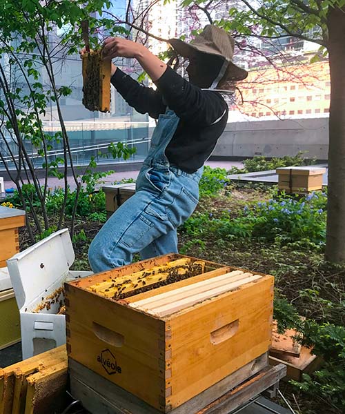 A beekeeper inspects a beehive on a green roof with tall buildings in the background.