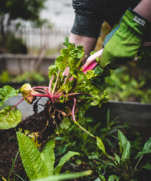A gardener harvesting swiss chard