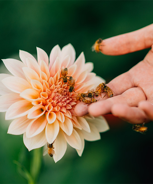 Honey bees crawling from a flower onto a hand. health benefits of nature
