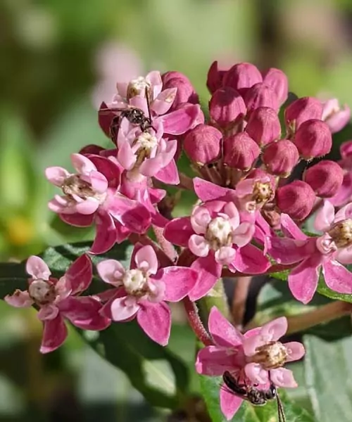 Abeille sauvage sur asclepias incarnata. protéger les pollinisateurs