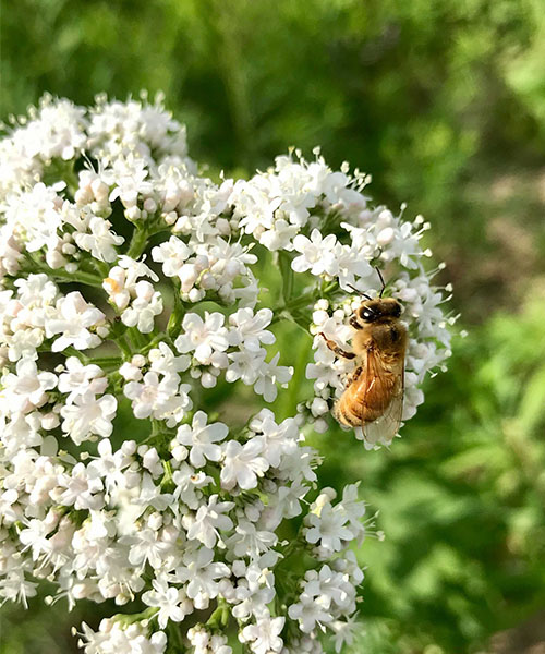 Bee pollinating small white flowers. honey bee colony loss