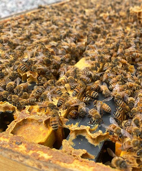 Close up of honey bees in a hive. honey bee colony loss