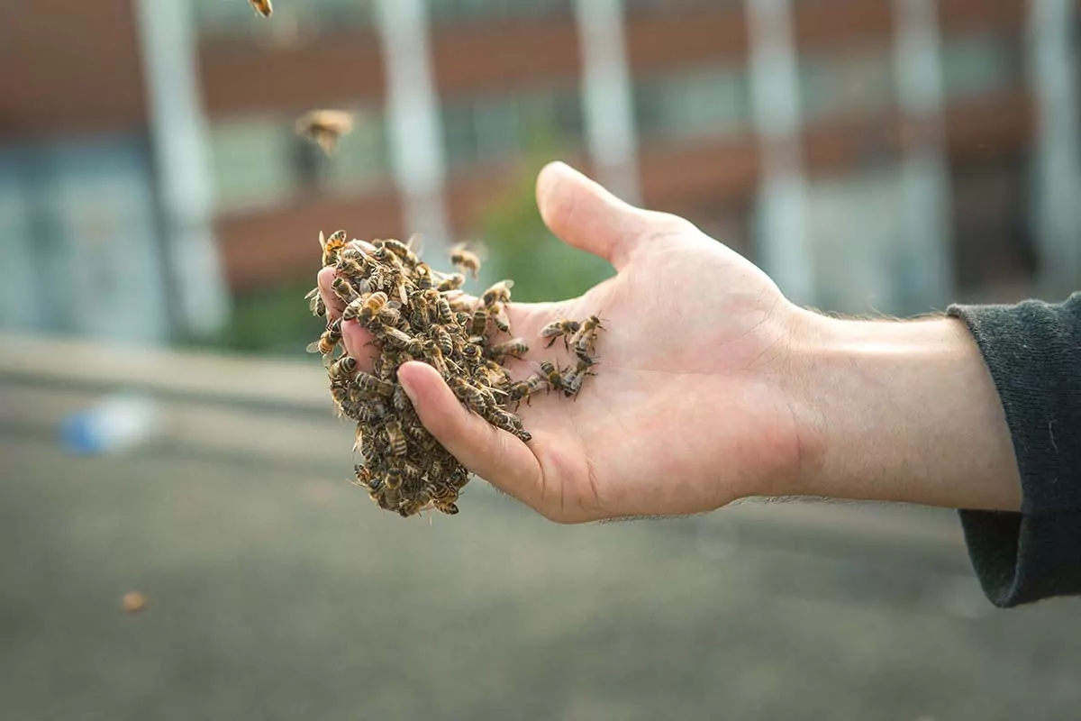 Hand in hand with bees