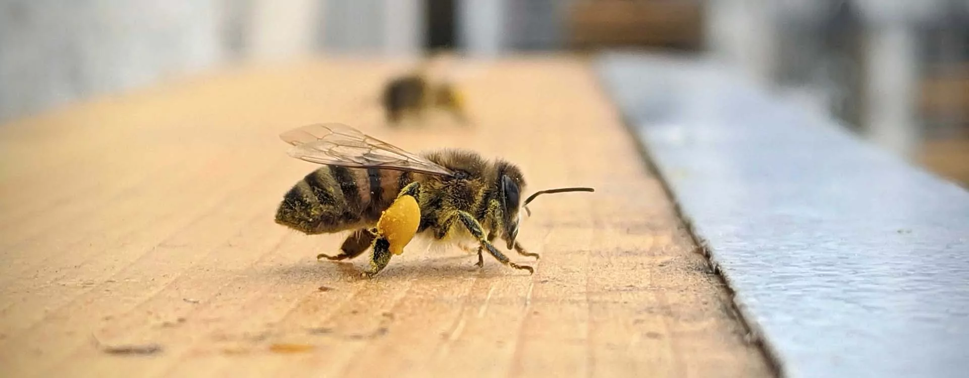 A close up photo of a honey bee. what is pollination